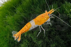 Rili Garnele "orange" (Neocaridina davidi)