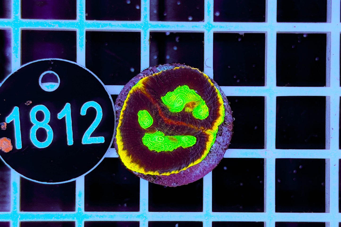 2413 Favia sp. WYSIWYG