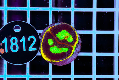 2413 Favia sp. WYSIWYG