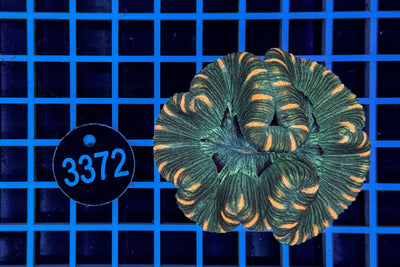 Trachyphyllia geoffroyi 0318 WYSIWYG