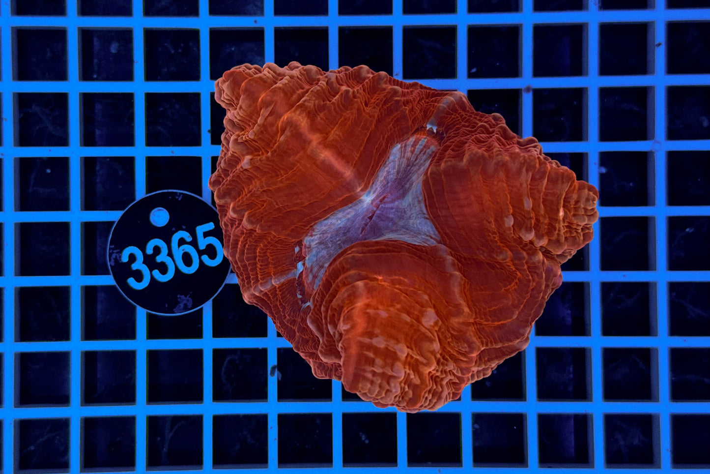 Cynarina lacrymalis 0362 WYSIWYG