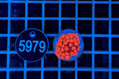 Goniopora 0392 WYSIWYG