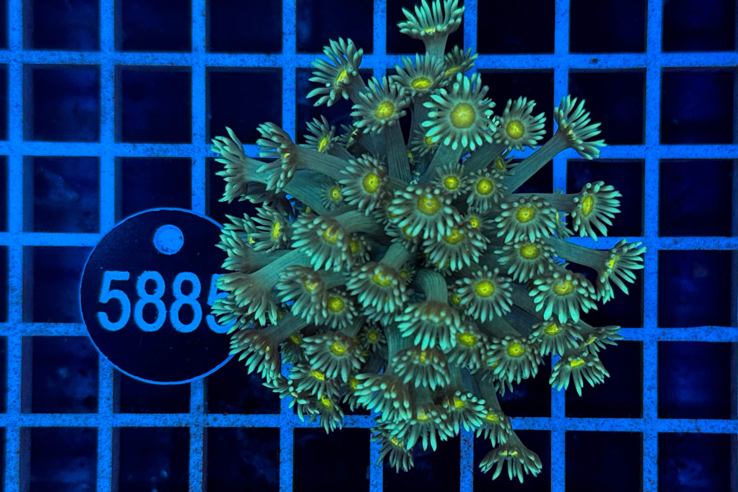 Goniopora 7477 WYSIWYG