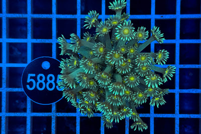 Goniopora 7477 WYSIWYG