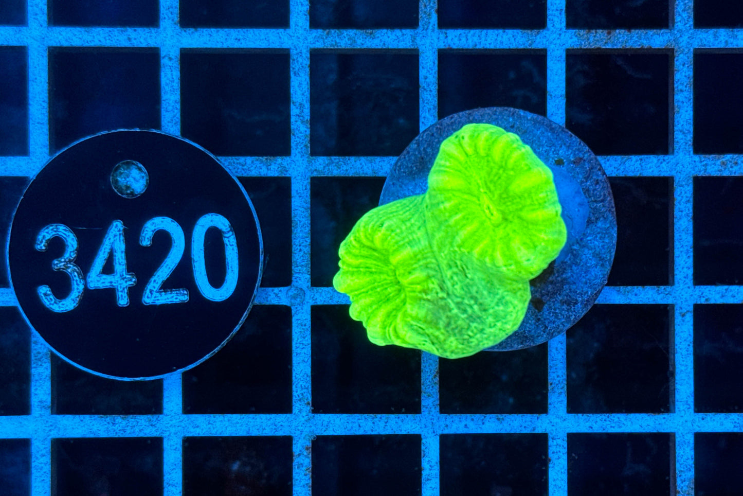 Caulastrea 0359 WYSIWYG