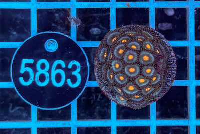 Zoanthus sp. WYSIWYG 7444