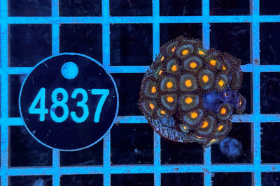 Zoanthus 2450 WYSIWYG