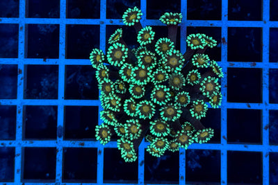 Goniopora 2485 WYSIWYG