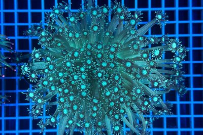 Goniopora 2467 WYSIWYG