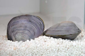 Blaue Saphirmuschel (Batissa violacea)
