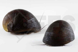 Rotlippen Rennschnecke (Neritina violacea)