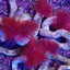 Protula bispiralis (Red)