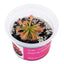 Drosera sp. Insel Lantau