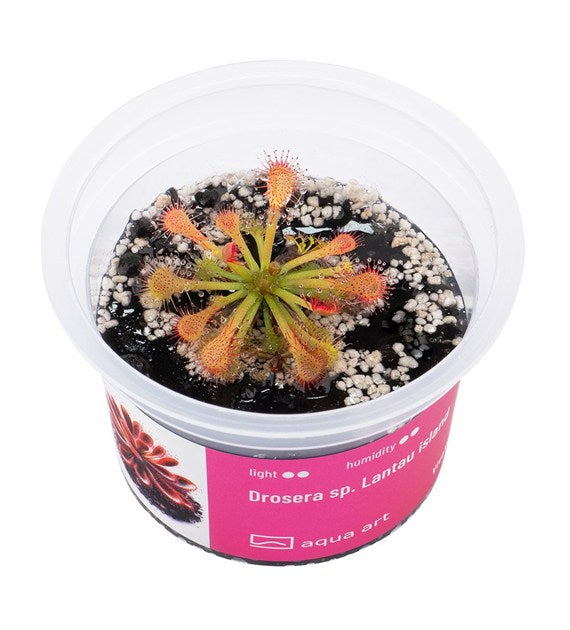 Drosera sp. Insel Lantau
