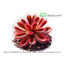Drosera sp. Insel Lantau