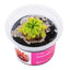 Drosera nidiformis x natalensis