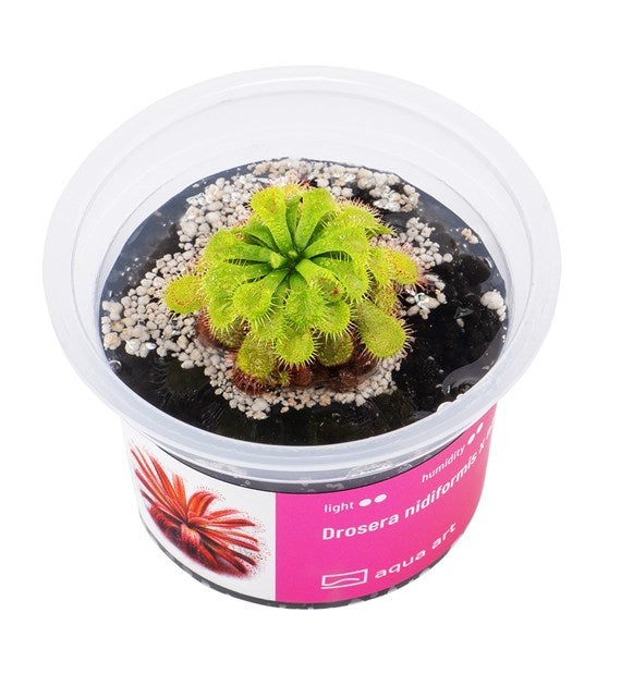 Drosera nidiformis x natalensis
