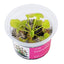 Drosera prolifera