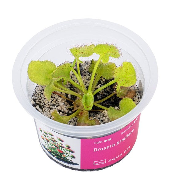 Drosera prolifera