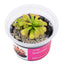 Drosera slackii