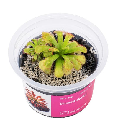 Drosera slackii