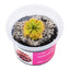 Drosera spatulata