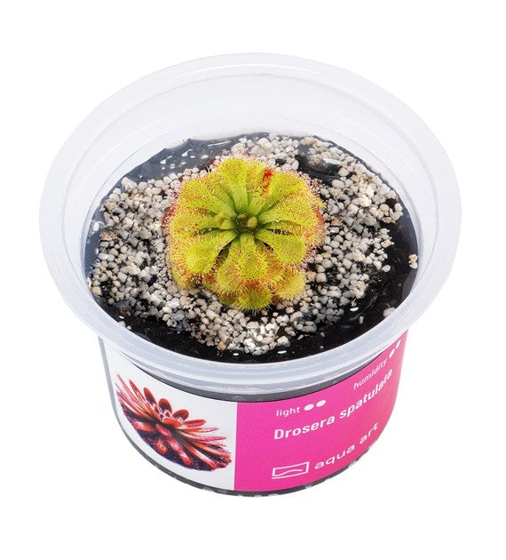 Drosera spatulata