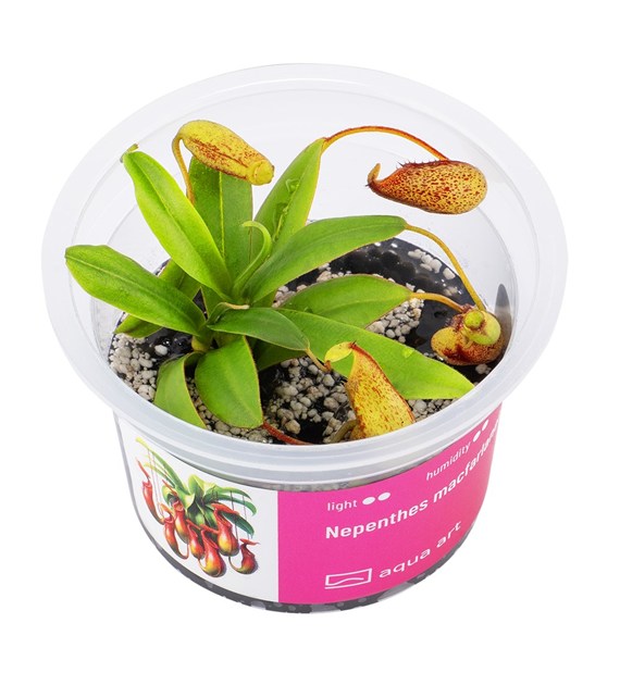 Nepenthes macfarlanei