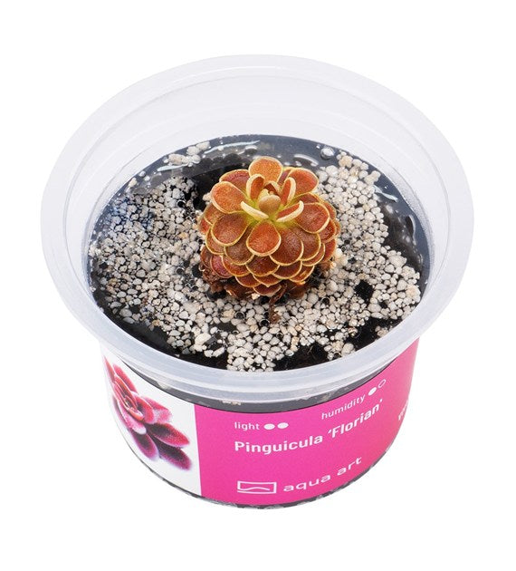 Pinguicula 'Florian'