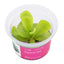 Pinguicula 'Gina'