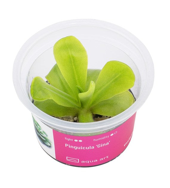 Pinguicula 'Gina'