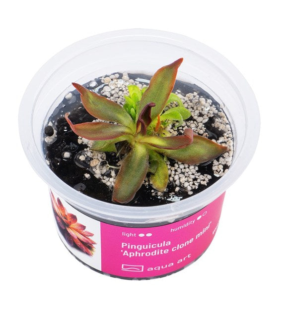 Pinguicula 'Aphrodite-Klon mini'