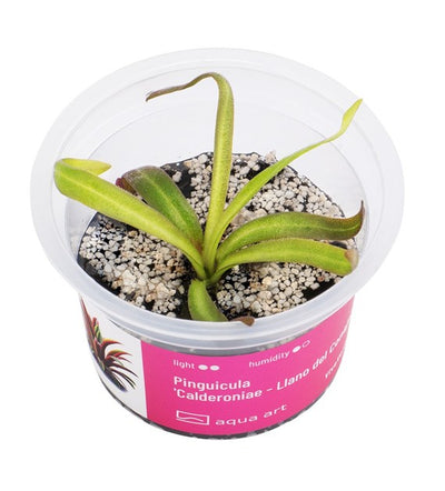 Pinguicula 'Calderoniae - Llano del Conejo'