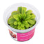 Pinguicula 'Kirschblüte '