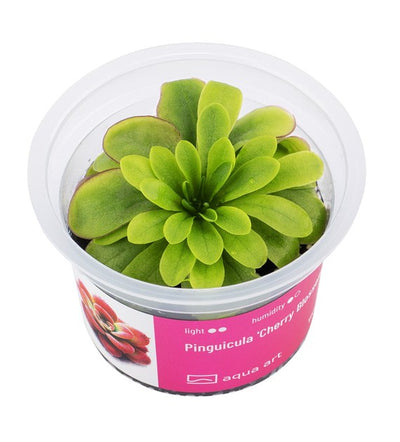 Pinguicula 'Kirschblüte '