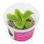 Pinguicula 'Moranensis carow'