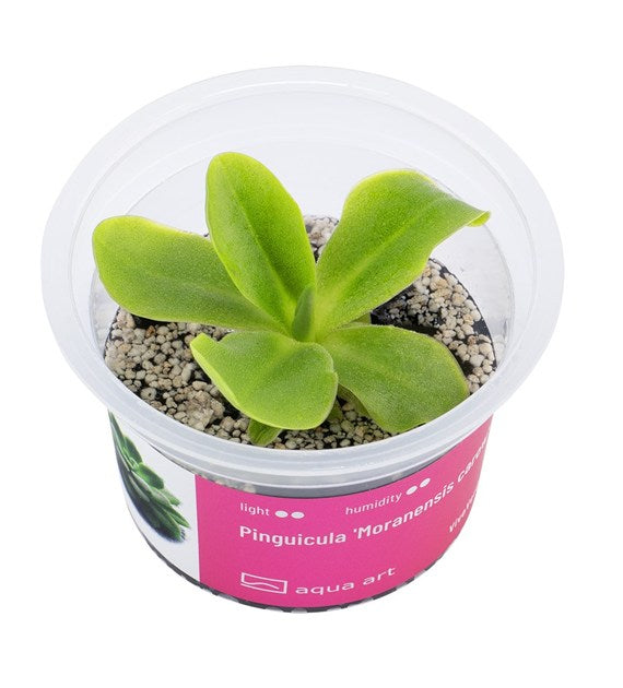 Pinguicula 'Moranensis carow'