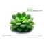Pinguicula 'Moranensis carow'