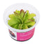 Pinguicula 'Niklas'