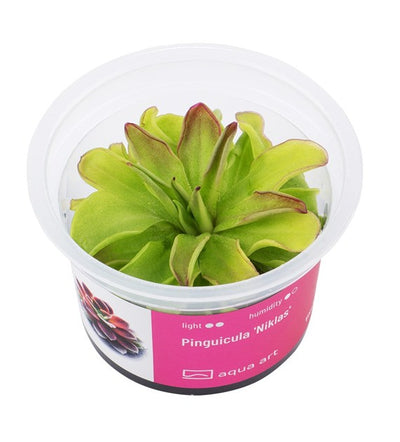 Pinguicula 'Niklas'