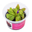 Pinguicula 'Roter Seestern'