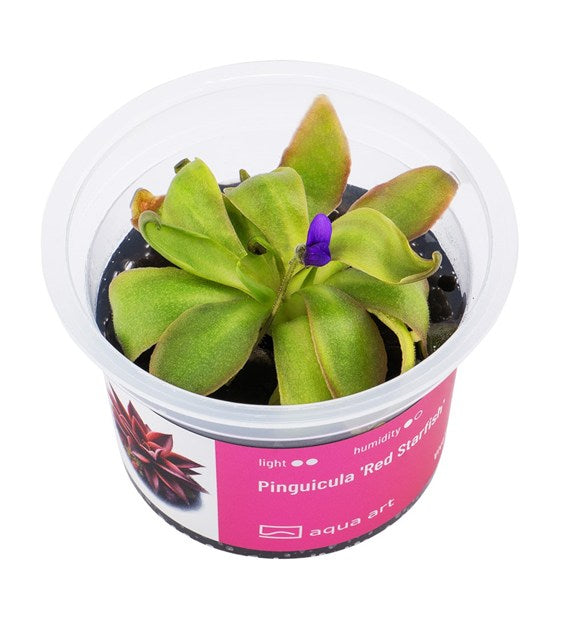 Pinguicula 'Roter Seestern'