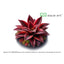 Pinguicula 'Roter Seestern'