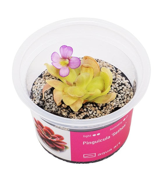 Pinguicula 'Sethos'