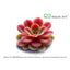 Pinguicula 'Sethos'