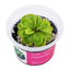 Pinguicula 'Tina'