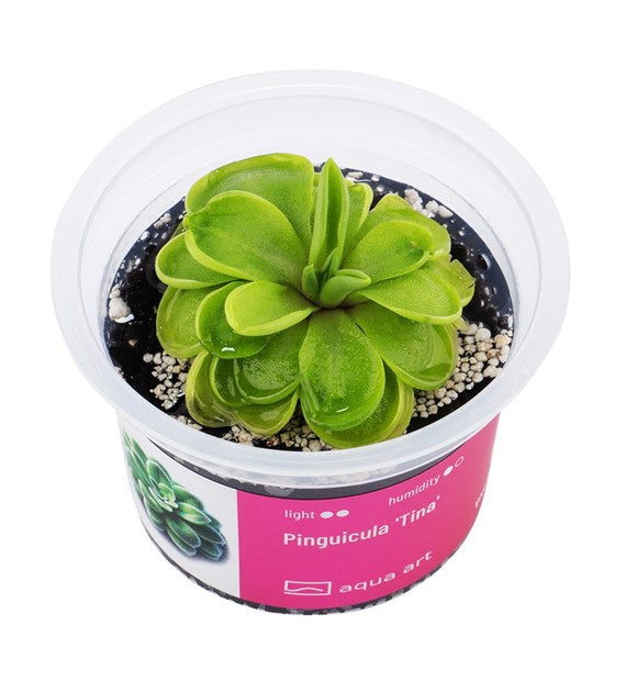 Pinguicula 'Tina'