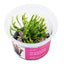 Sarracenia flava var atropurpurea