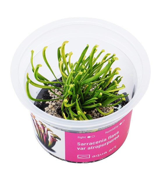 Sarracenia flava var atropurpurea