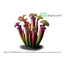 Sarracenia flava var atropurpurea